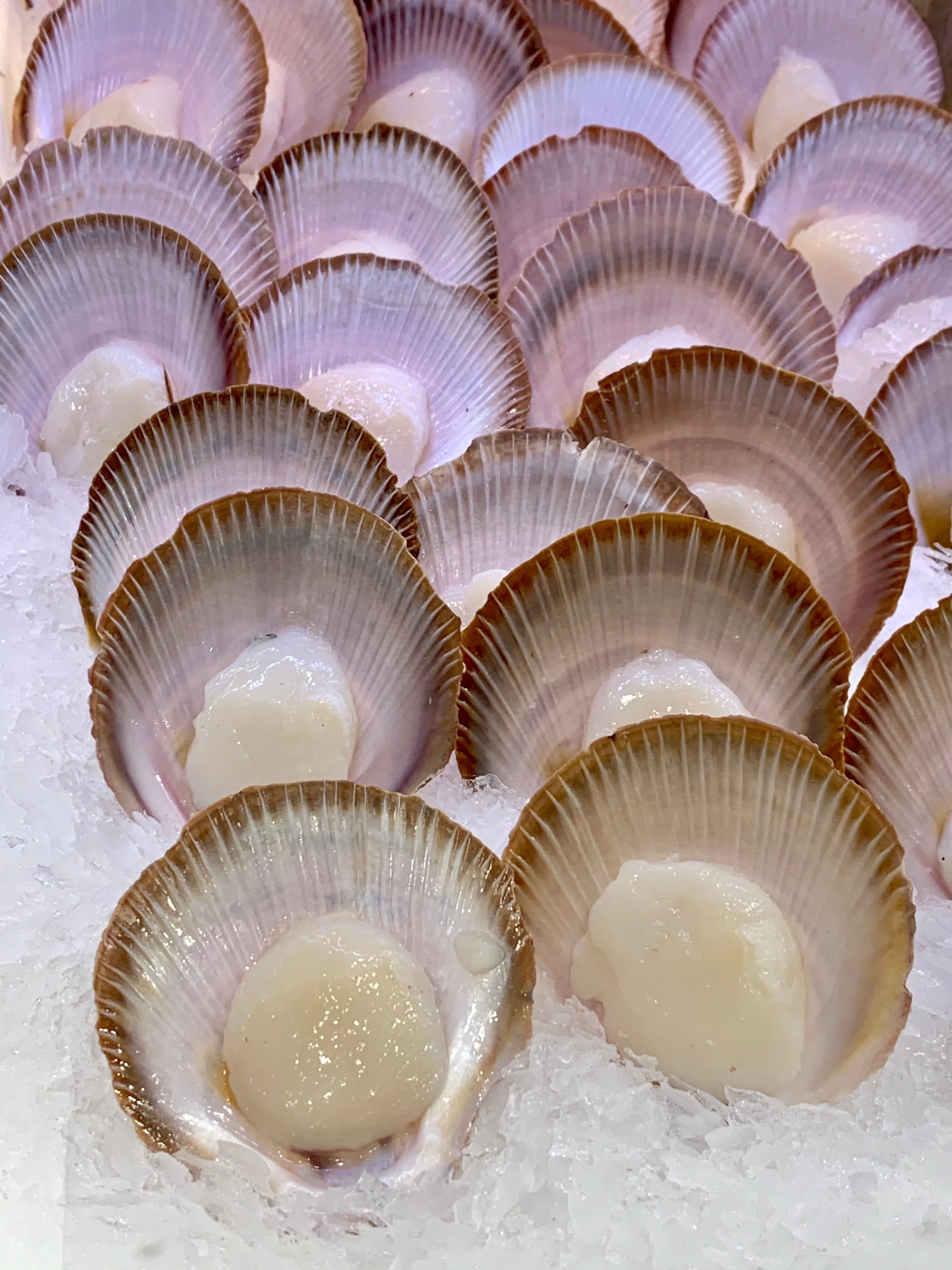 Australia Scallops in Shell