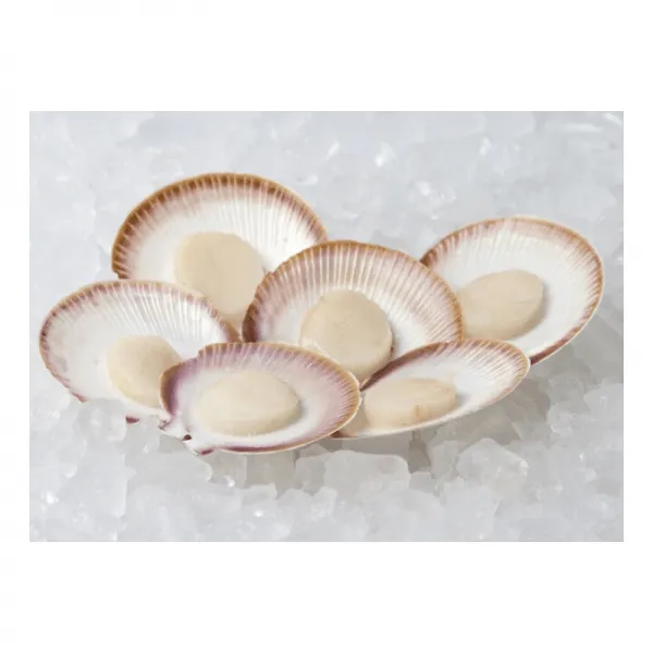 Australia Scallops in Shell