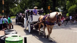 Horse Carriages in Central Park NYC