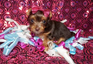 SOLD! Shauntay and Cristina"s new baby girl! Ms. Minnie MICRO TEACUP Yorkie Yorkshire Terrier Female Chocolate Born 12-23-2022 Click Here For More Info