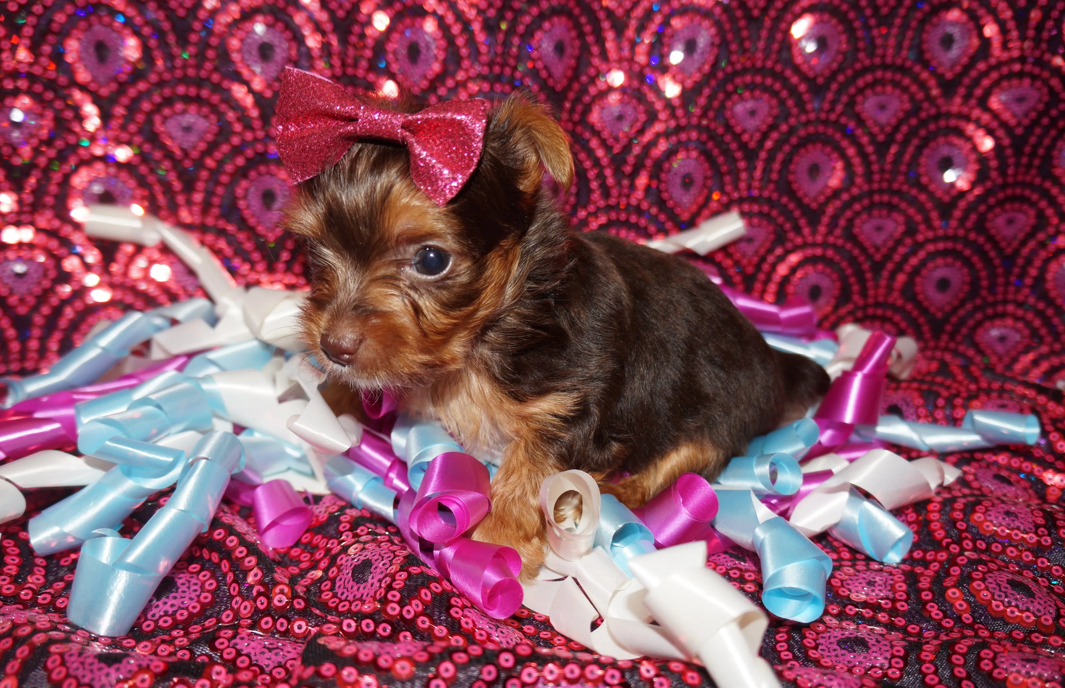 SOLD! Shauntay and Cristina"s new baby girl! Ms. Minnie MICRO TEACUP Yorkie Yorkshire Terrier Female Chocolate Born 12-23-2022 Click Here For More Info