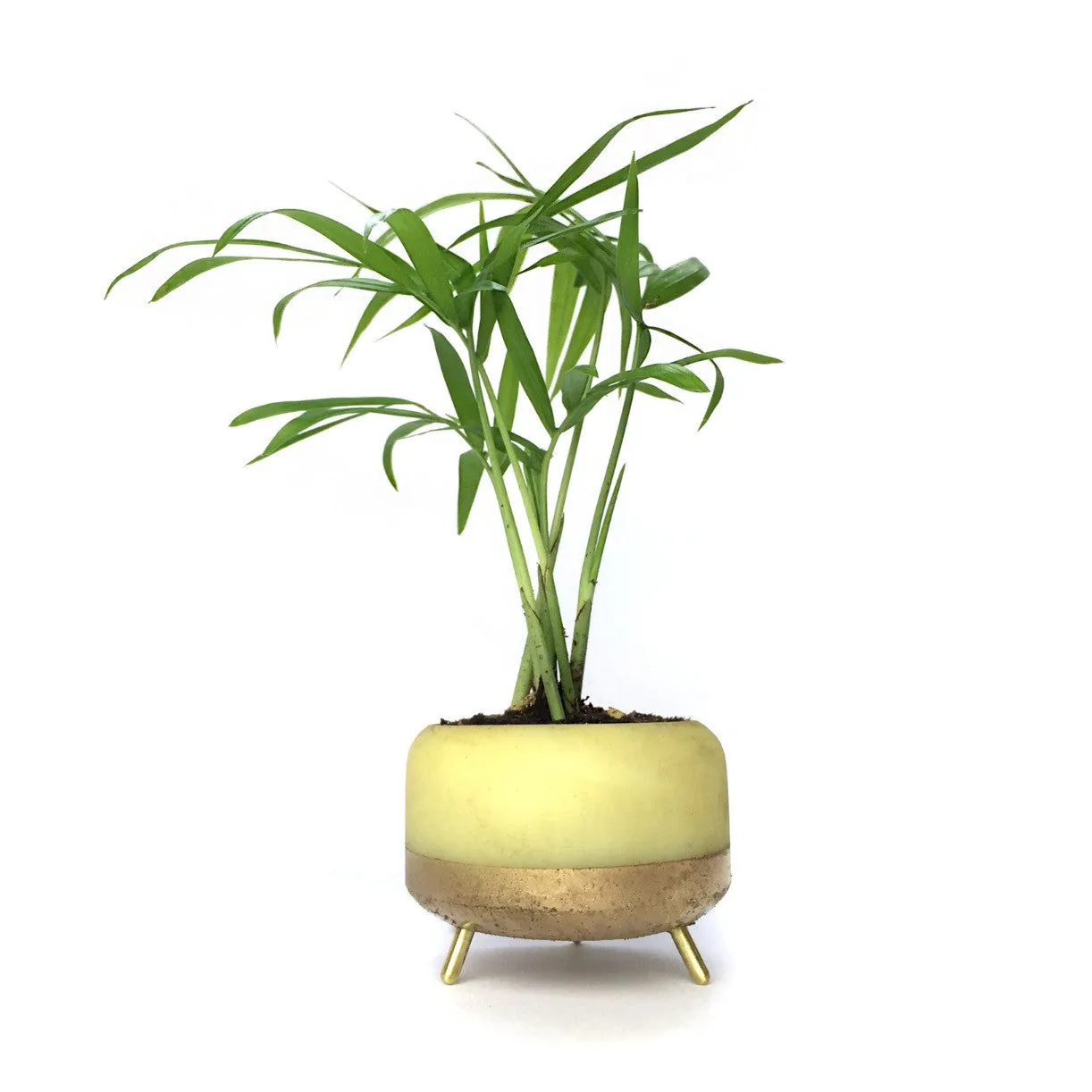 Street Planter