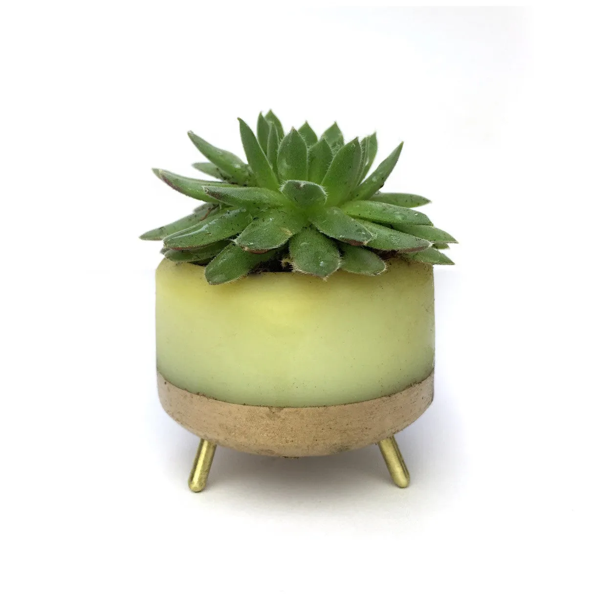 Street Planter