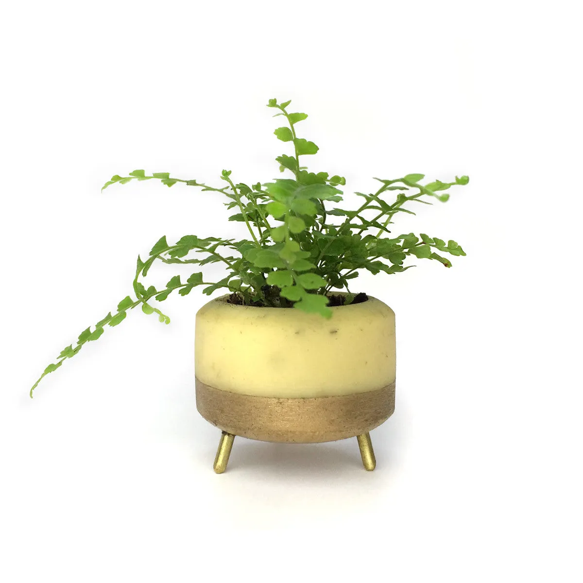 Street Planter