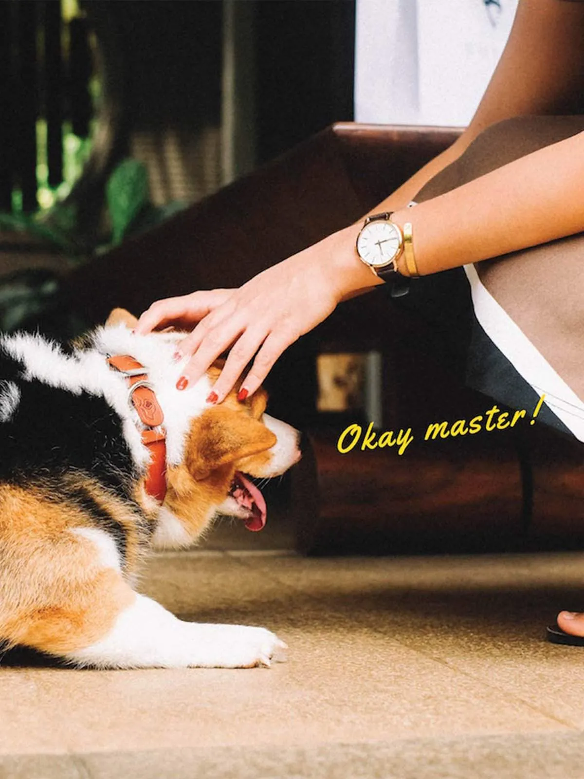 Voyej Dog Collar Chestnut