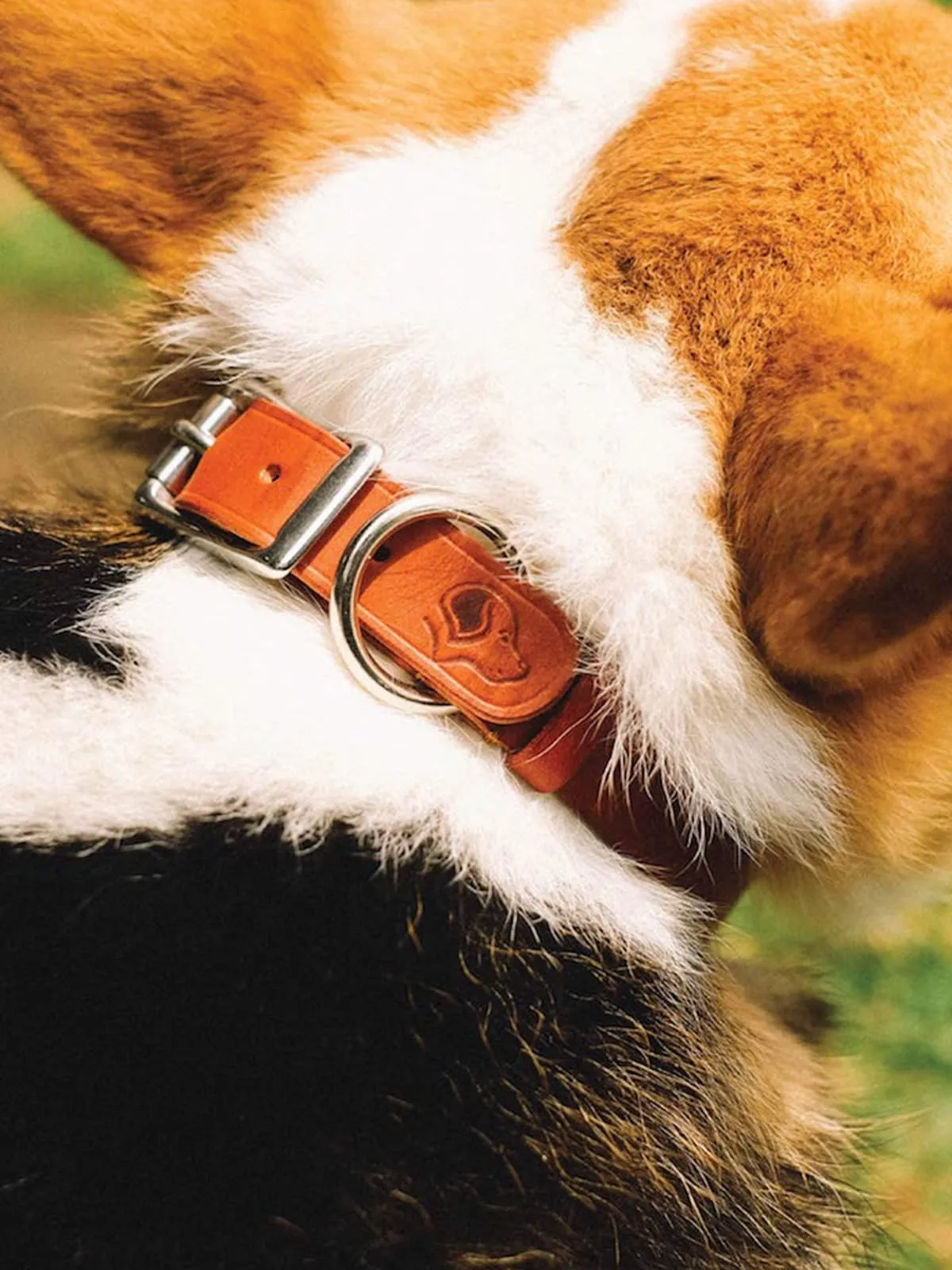 Voyej Dog Collar Chestnut